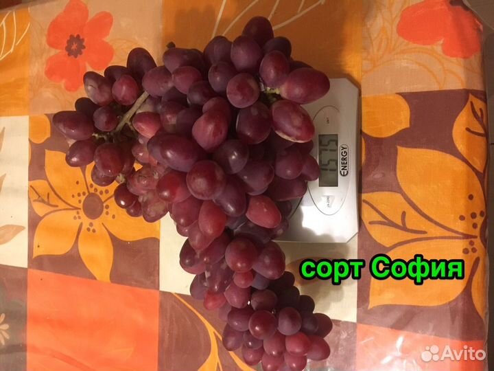 Саженцы и чубуки столовых сортов винограда