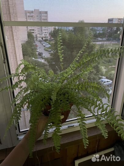 Папоротник