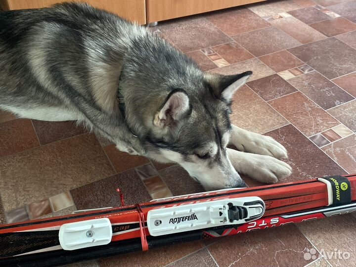 Лыжи Sable Universal 185