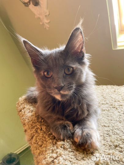 Котята мейн-кун