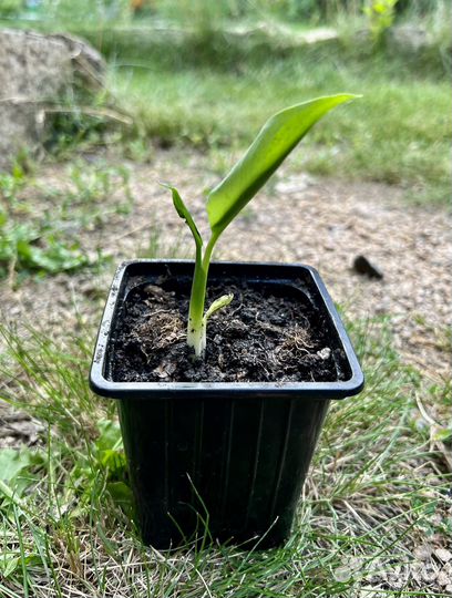 Спотифилум