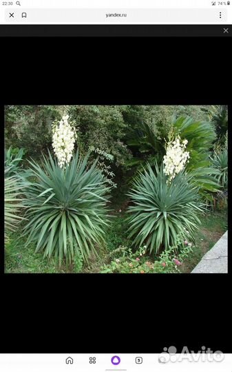 Юкка садовая