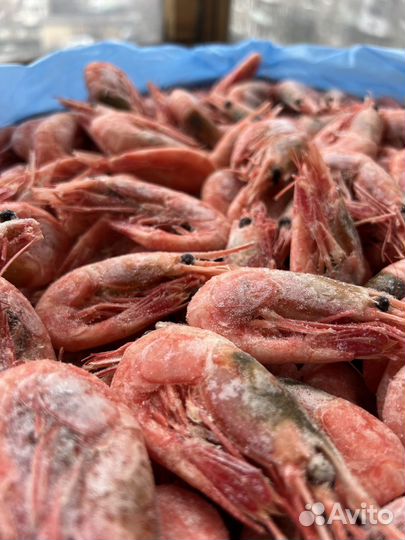 Креветка северная 70+