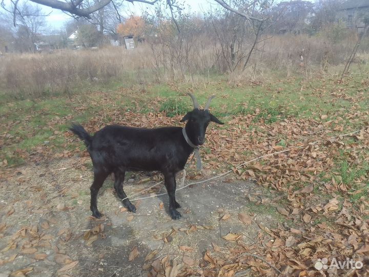 Коза дойная