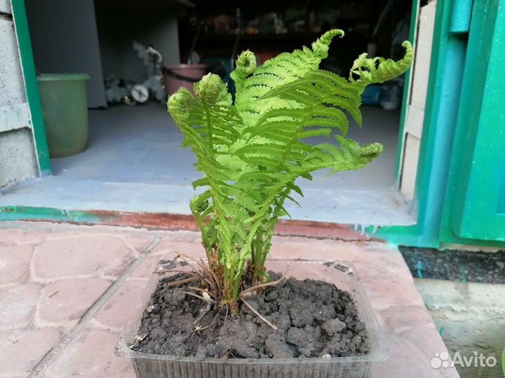 Многолетники для сада