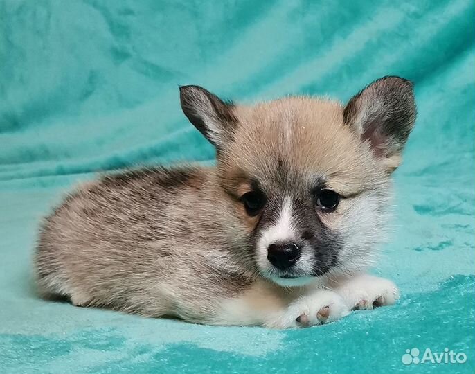 Вельш Корги Пемброк - Дэнс