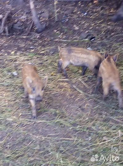 Дикие кабанчики