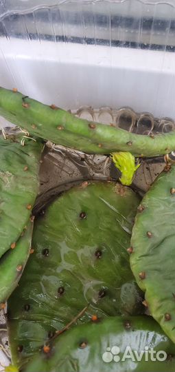 Кактус опунция