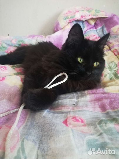 Киса только в самые заботливые руки