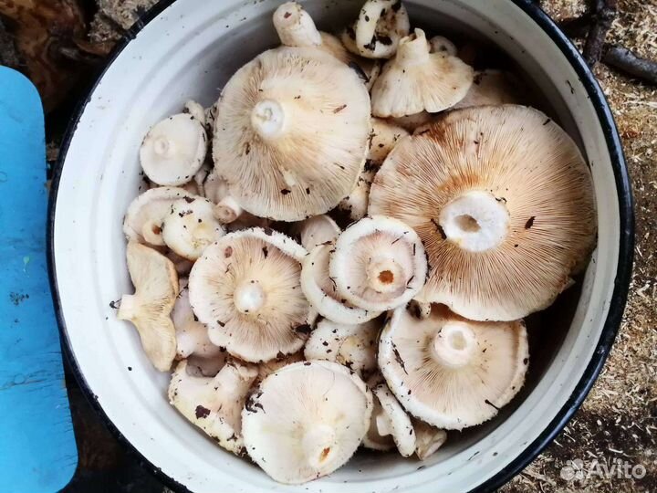 Грузди грибы