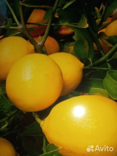 Цитрусовые растения