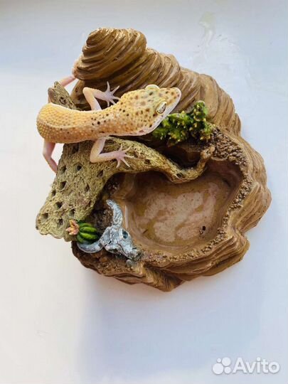 Геккон эублефар