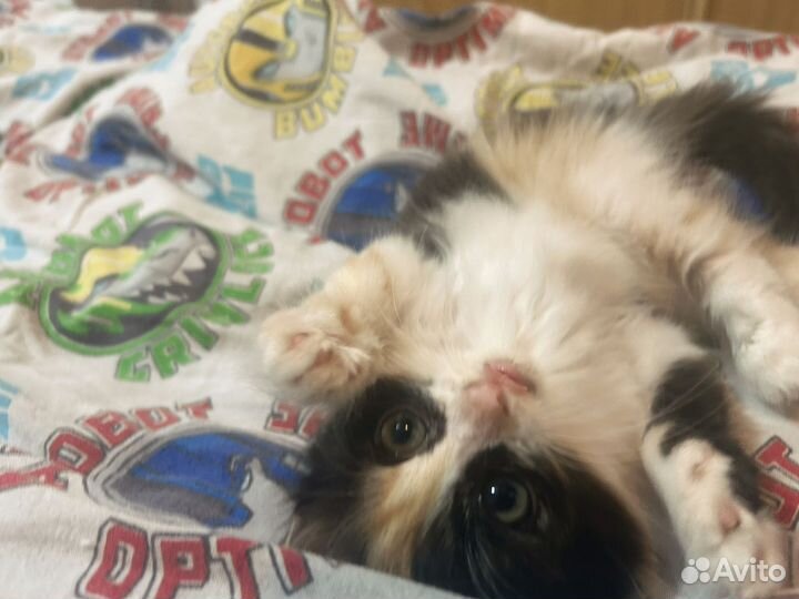 Котики 1 месяц и 20 дней