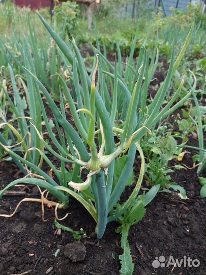 Лук многоярусный