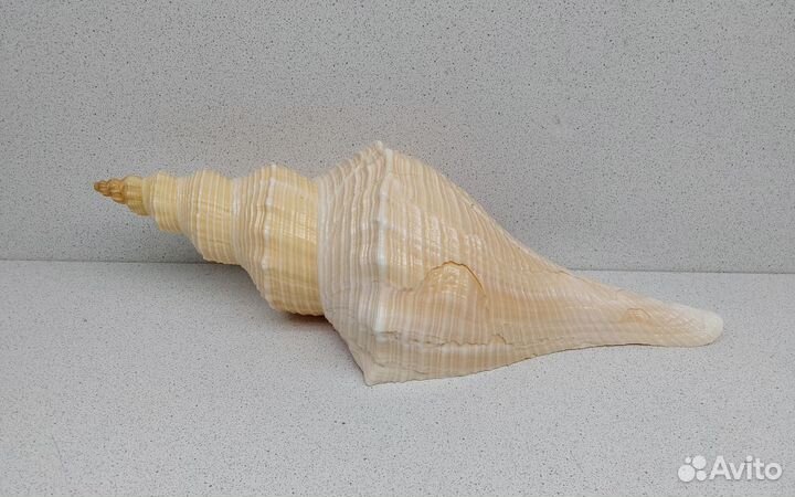 Хемифусус Туба 29,2 морская ракушка раковина