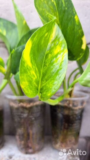 Сциндапсус золотистый