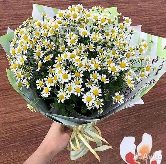 Цветы ромашки