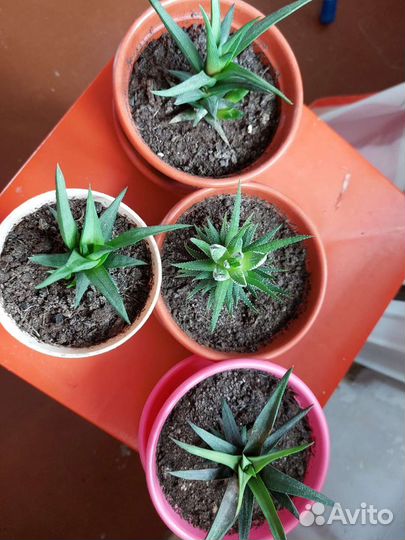 Суккуленты хавортия