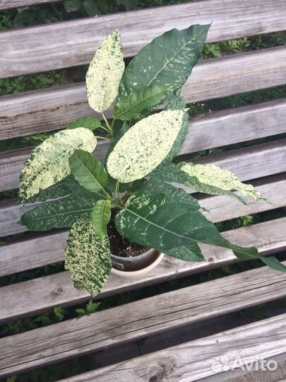 Сортовые фикусы(в том числе редкие)