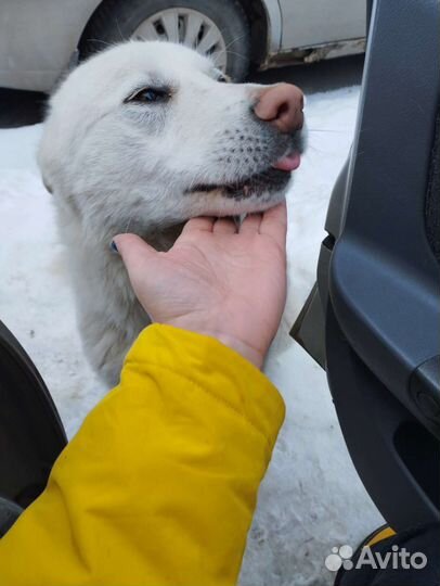 Собака в добрые руки