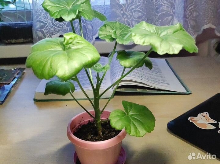 Пеларгония герань