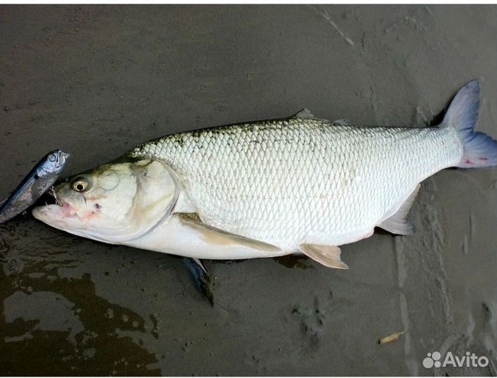 Свежая речная рыба