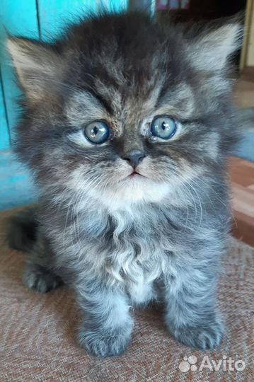 Очаровательный длинношерстный британец