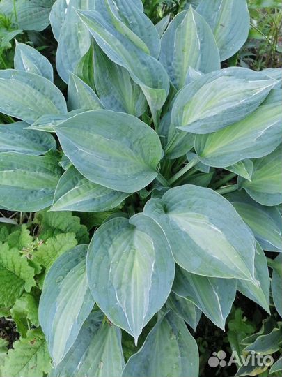 Хоста, медуница