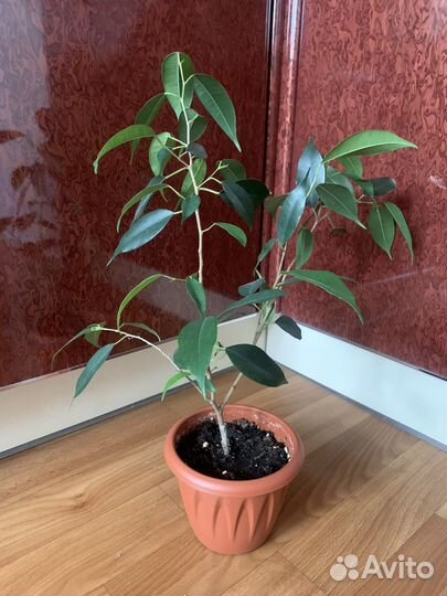 Фикус бенджамина