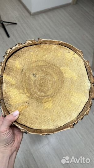 Спилы березы