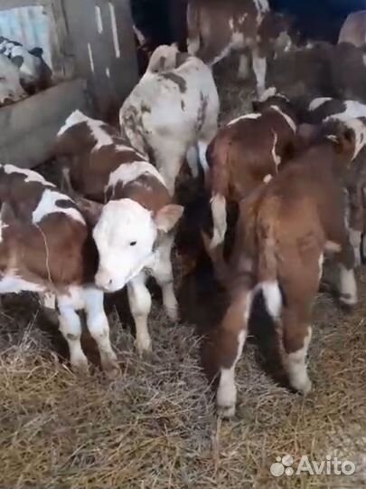 Телята бычки лимузин