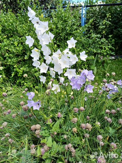 Цветы дельфиниума голубого и колокольчик садового