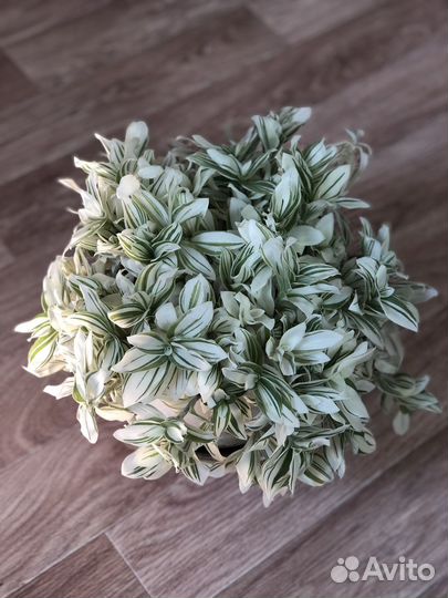 Традесканция