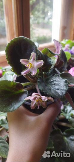 Фиалки черенки