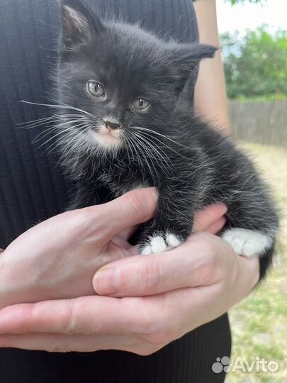 Котенок, девочка