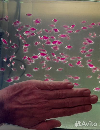 Аквариумные рыбки тернеция