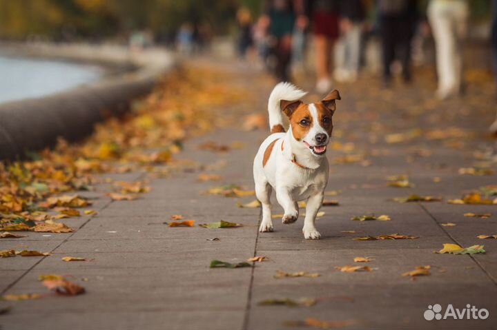 Вязка кобель джек рассел