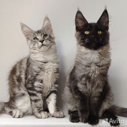 Коты Мейн-кун