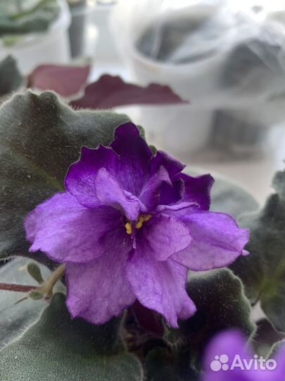 Детки сортовых фиалок