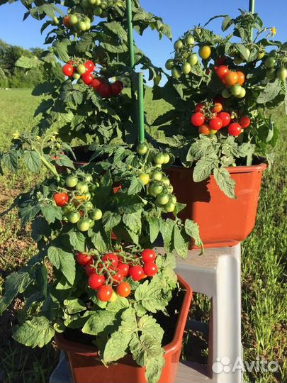 Томат каменный цветок