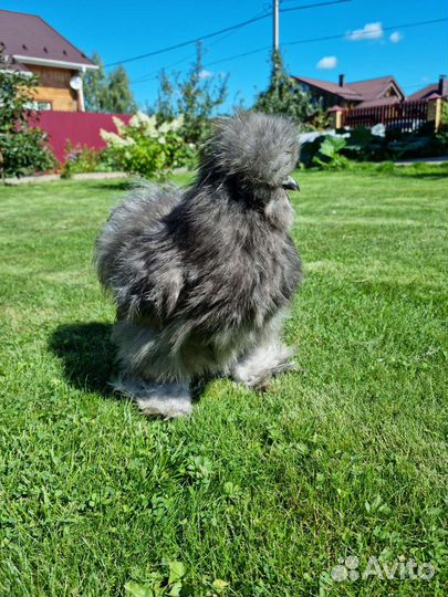 Китайские шелковые