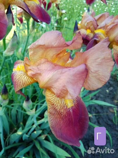 Ирис высокий бородатый