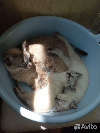 Тайские котята