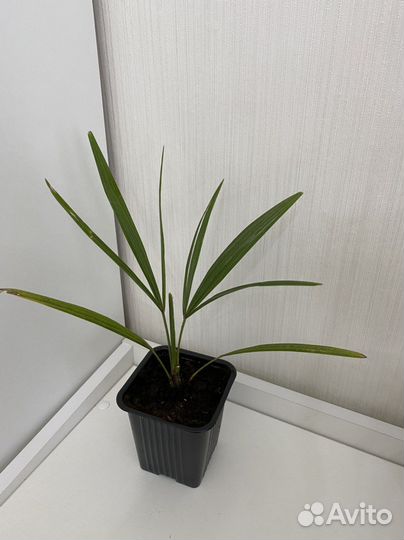 Трахикарпус Форчуна пальма