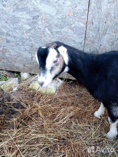 Коза дойная молочная