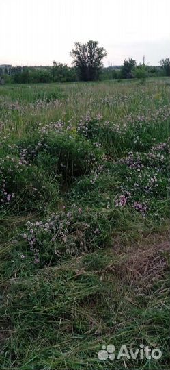 Сено в тюках и рулонах-укос 2023года