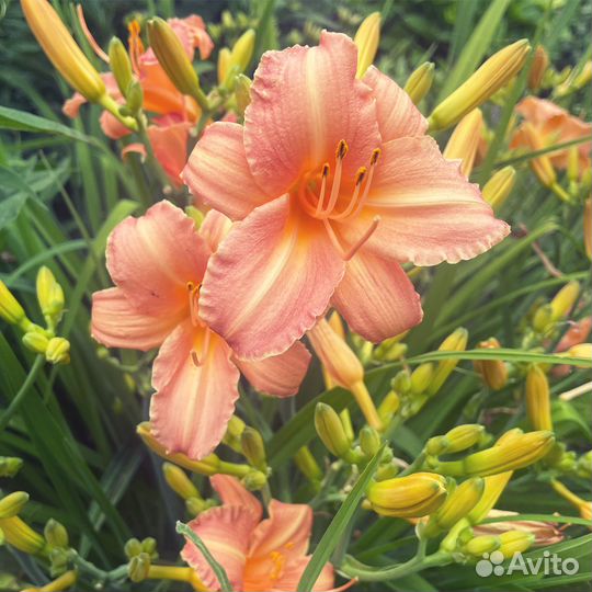 Растения цветы для сада