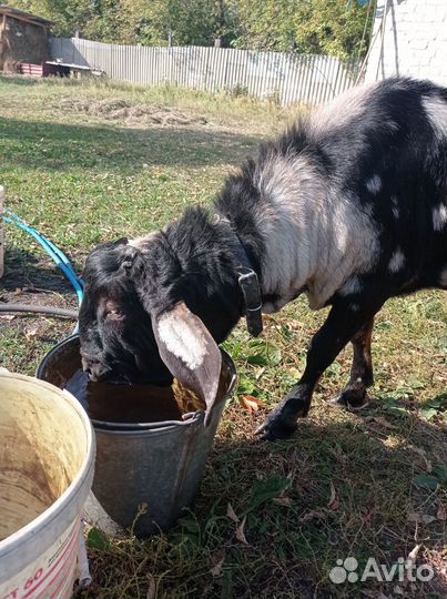 Нубийский козел