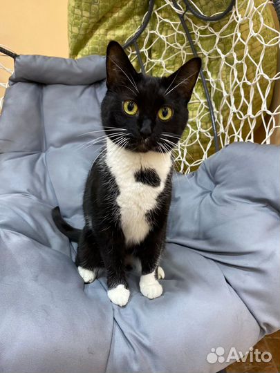 Кошечка Маня, очень хочет домой