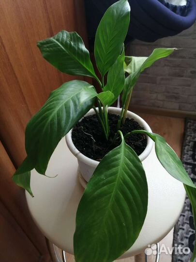 Спатифиллум